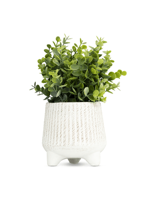 eucalyptus in footed cement pot 25x30cm